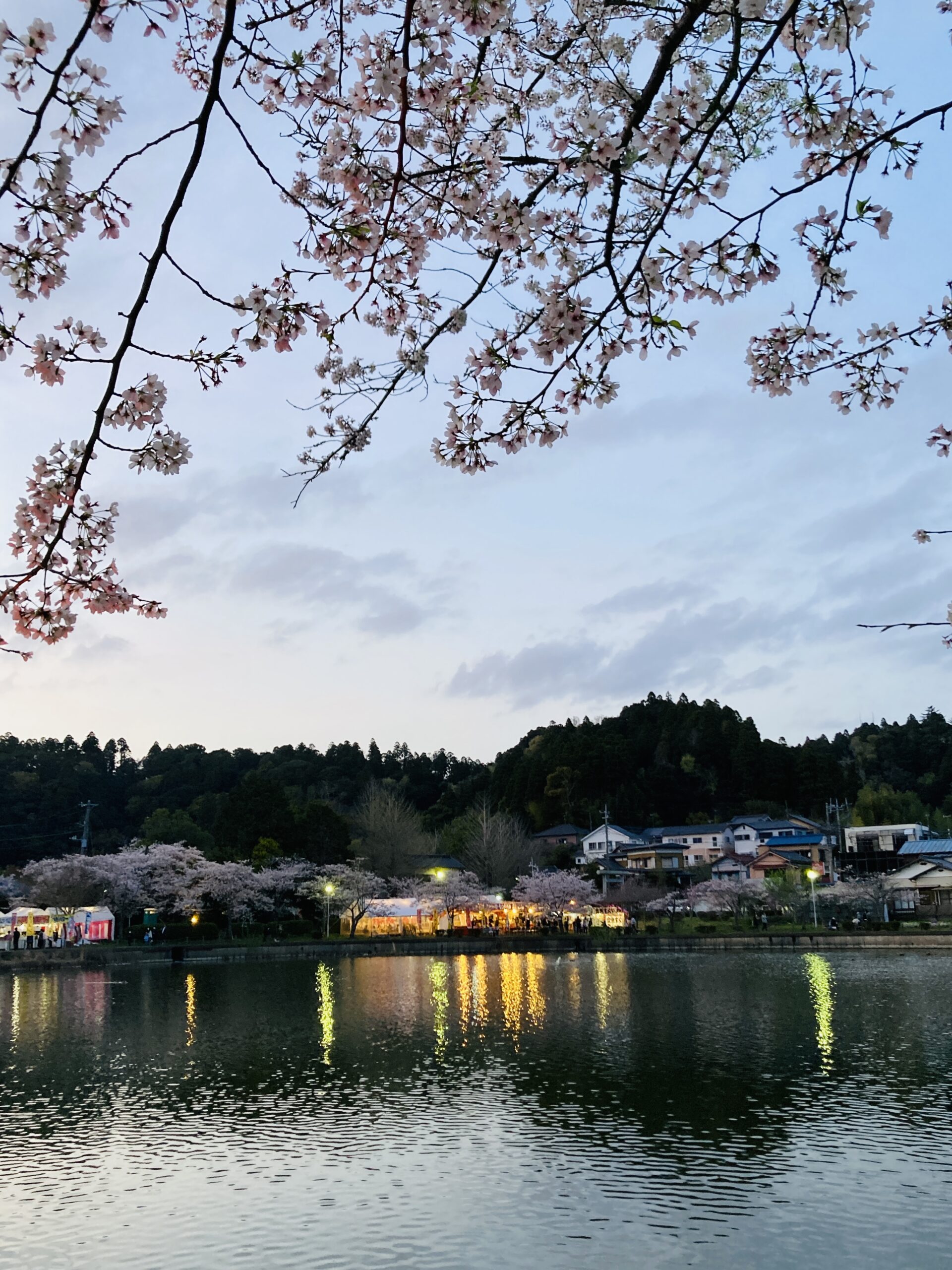 千葉県東金桜まつり・八鶴湖：桜をレインボーカラーで美しくライトアップ！